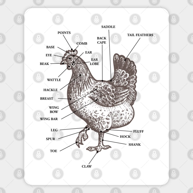 Chicken Anatomy Vintage Funny Cute Magnet by FanaticTee